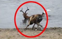 Impala contra hipopótamos, perros salvajes y un cocodrilo: Video con sorprendente final
