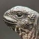 Iguana se enfrenta a nido de serpientes en una escena que podría ser la mejor de la historia: Impresionante video