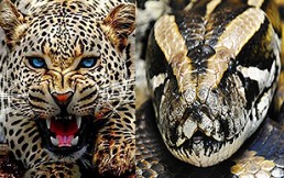Leopardos vs una pitón gigante: Feroz pelea a muerte se viraliza en internet