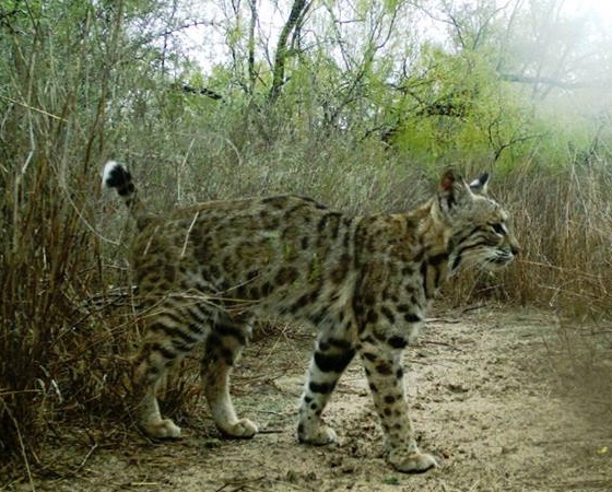 Un pequeño gato montés en la reserva (foto: Facebook Santa Ana National Wildlife Refuge).