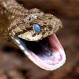 Foto: Aclaran misterio de una supuesta serpiente “gigantesca” en cultivo de Chile