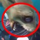 Video: Mira los escalofriantes ataques de animales que no muestran en la TV