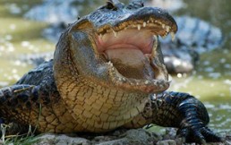 Un cocodrilo “secuestra” a un pequeño babuino: Así reacciona la madre
