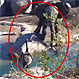 ¿Qué pasa si pelean un elefante y un ganso? Video revela un desenlace inesperado