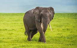 Insólito: Elefante “carterista” usa su trompa para robarle a los turistas