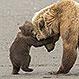 Fotos: Estas son las sorprendentes imágenes finalistas del concurso Wildlife Photographer of The Year