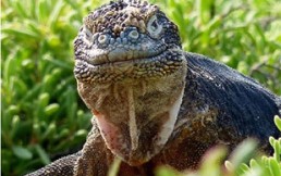 Concurso de fotografía de las Islas Galápagos: Vea las 11 mejores imágenes
