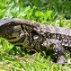 Pequeño perro intenta jugar con lagarto y la situación se sale de control