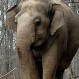 Conoce la emocionante amistad de Tarra y Bella: Una tierna historia animal