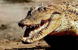 Así cazan los cocodrilos Vea el video de cómo el reptil atrapa a su