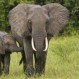Así fue el rescate de un pequeño elefante y el emotivo reencuentro con su madre