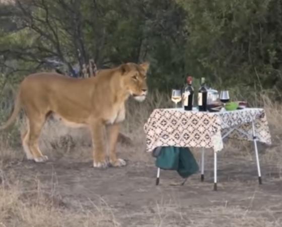 La leona mira fijamente las botellas.