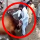 La venganza de la vaca: Intentaron masacrarla y se defendió a las cornadas