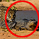 Jaguar se lanza al río para “pescar” a un cocodrilo y nadie esperaba el final de esta historia: Increíble video