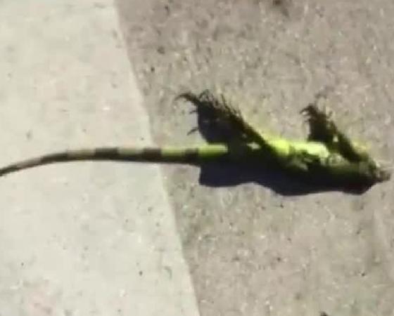 iguana