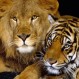 Desesperación en un circo: León y tigre se revelan e intentan devorar a un caballo