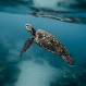 Tortugas e iguanas se congelan en Florida como consecuencia del “ciclón bomba”