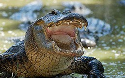 Cocodrilo emerge del lago y toma desprevenido a rebaño de venados