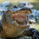 Cocodrilo emerge del lago y toma desprevenido a rebaño de venados
