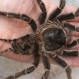 Video de la araña gigante que fue rescatada de una inundación: Si te dan miedo, no lo veas