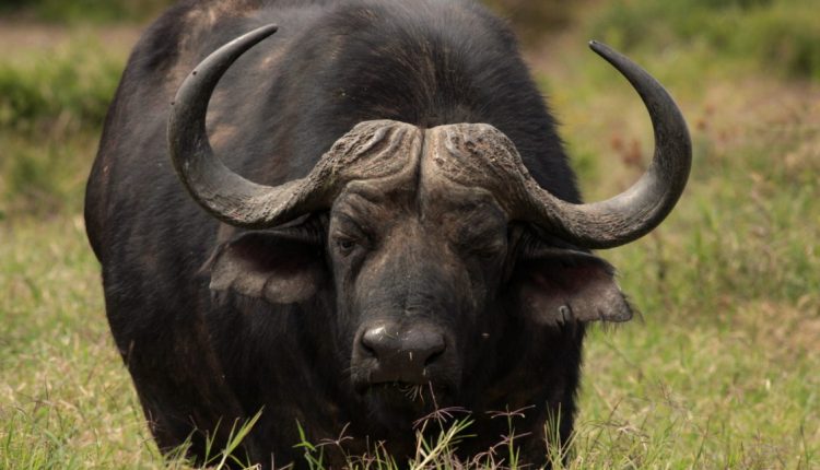 buf