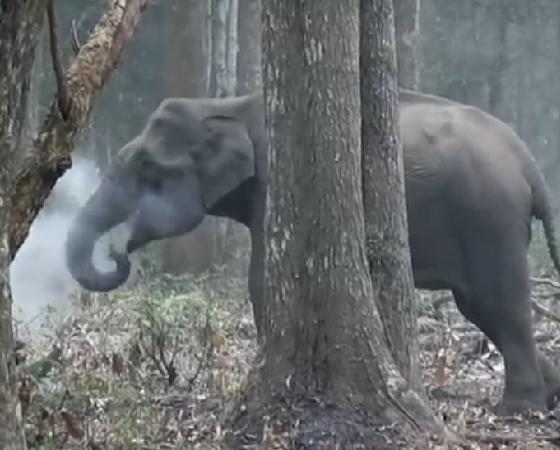 El "elefante fumador" conmocionó a los expertos.