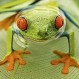 Conozca al “Agalychnis callidryas”, la rana verde de ojos rojos: Mejores fotos del National Geographic