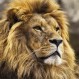 ¿Cuál es el animal que más asusta a los leones? Este video parece dar una respuesta