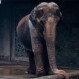 ¿La elefanta más deprimida del mundo? Esta es la triste historia de Sunny