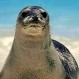 Video de “Foca delincuente” se vuelve viral: Turistas no sabían si reír, ayudar o correr por sus vidas