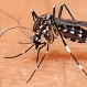Espeluznante hallazgo en China: Así se ve el mosquito más grande del mundo