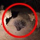 ¿Qué sucede si un puercoespín se topa con siete leones? Nadie se imagina el resultado