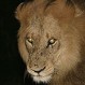 Dos leones se metieron con el animal equivocado y huyeron atemorizados: Increíble video