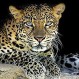 Video: Un joven leopardo recibe inesperado castigo mientras aprende a cazar