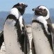 Esta pareja de pingüinos enterneció a las redes sociales con estas muestras de amor: Vea el video