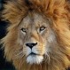 Horror en Sudáfrica: Salieron a cazar ilegalmente y fueron devorados por leones
