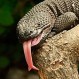 Lagarto logra milagroso escape de los colmillos de una cobra: ¿Cómo culmina la escena?