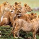 Leones trazan una audaz estrategia para cazar a este bravo antílope