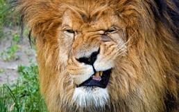 Un león quedó fascinado con el andador de esta mujer: Vea el video