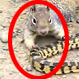 ¿Puede una ardilla enfrentarse con una serpiente y salir ganando? Video de la épica batalla
