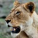 Leona mató al león padre de sus cachorros: Expertos afirmaron que la hembra “dominaba” al macho
