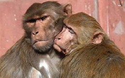 Pequeño mono se reencuentra con su familia: Este video es lo más conmovedor que verás hoy