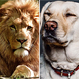 Un pequeño perro atacó a dos leones con toda la ferocidad posible: El final de la historia es demasiado improbable