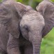 “¡Deja de trabajar y ven a jugar!”: Este tierno elefante sólo quiere llamar la atención
