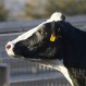 Conozca la historia de Brianna, la vaca que escapó de la muerte para dar a luz a su hija