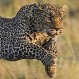 Leopardo atrapa a impala en pleno salto con una sorprendente maniobra: Este es el video