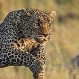 Video muestra el gran miedo de un leopardo: Atacó a la cría equivocada