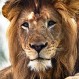 Video: Esto es lo que pasa cuando el león macho interfiere con la hembra en la cacería
