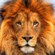 Hombre intentó domesticar a dos leones y la historia tuvo un trágico final