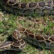 Fuertes imágenes: Una pitón atrapa y estrangula a una enorme ave